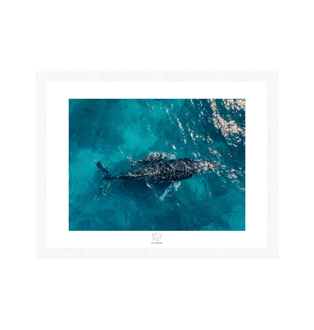 White Frame Fine art print Front